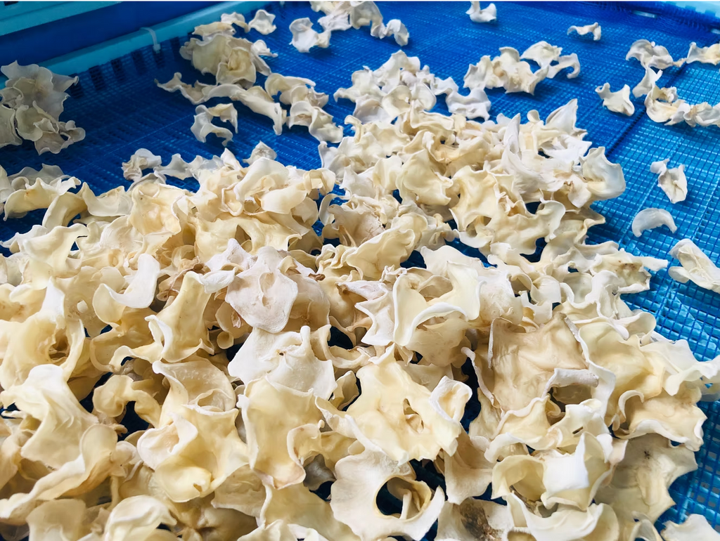 Japanese White Wood Ear Mushroom