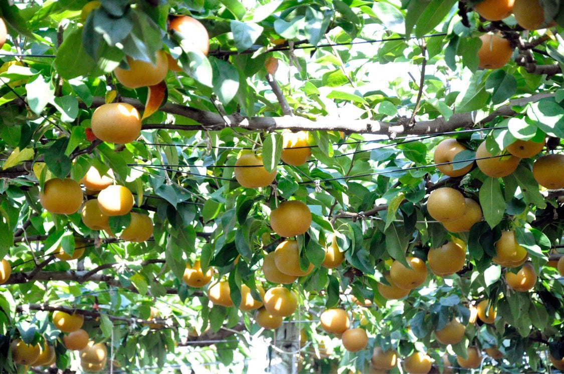 Japanese Pears
