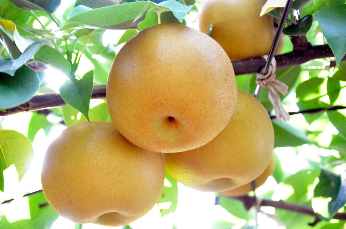 Japanese Pears