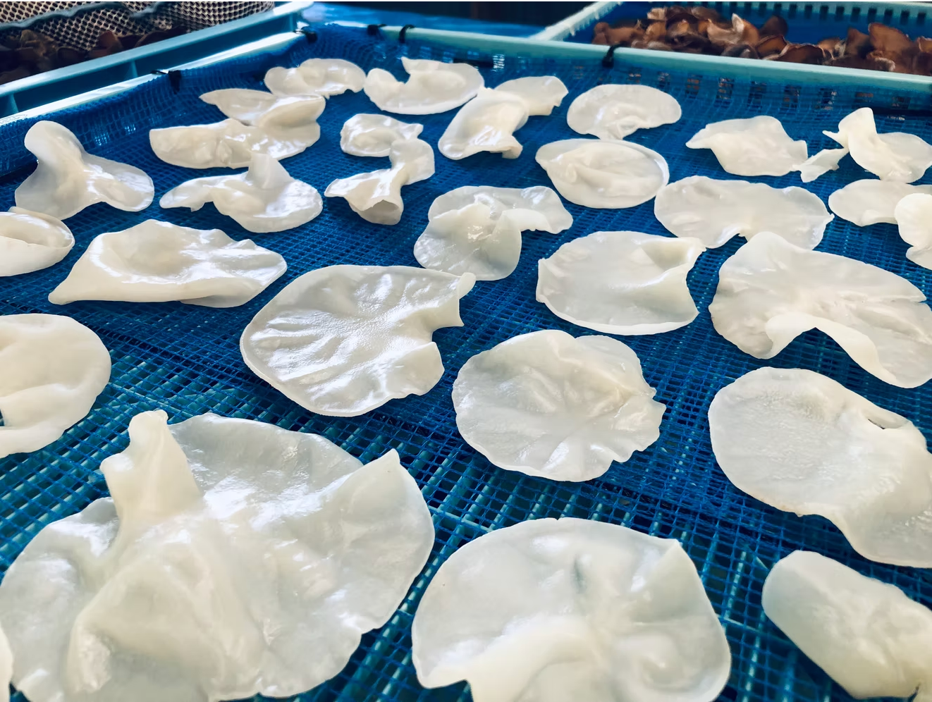 Japanese White Wood Ear Mushroom