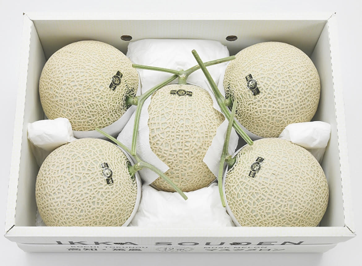 TOSA Muskmelon x 5 (Green)