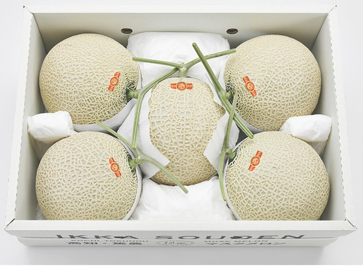 TOSA Muskmelon x 5 (Orange)