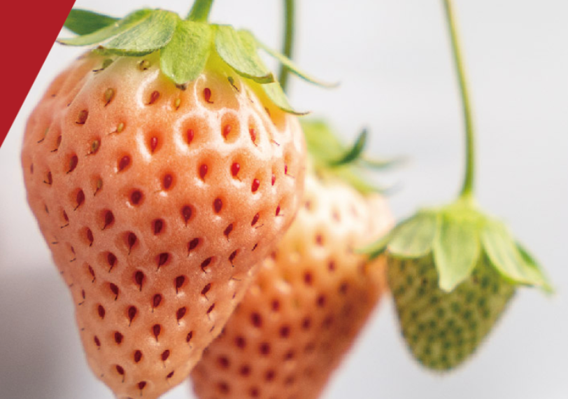 J-Berry Tricolor Strawberries – Red, Pink & White