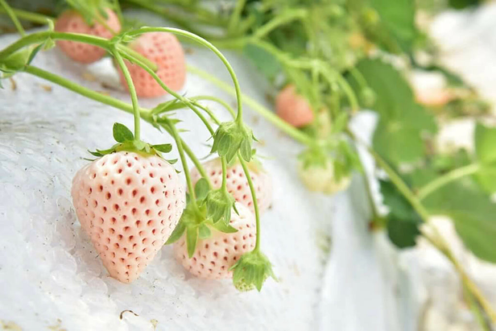 Pink Berry Awayuki Strawberry