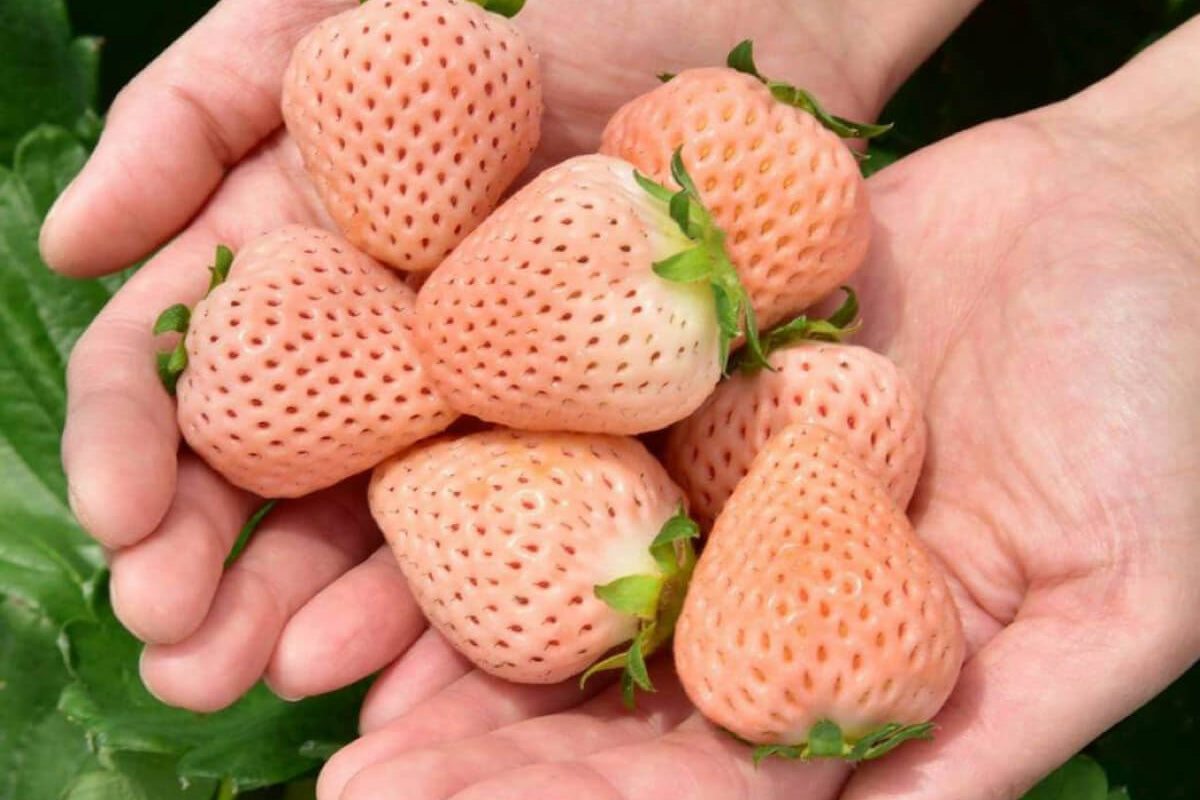 Pink Berry Awayuki Strawberry