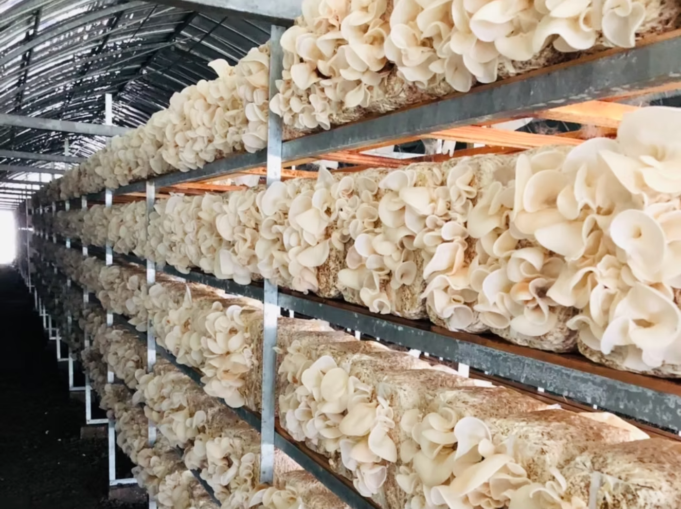 Japanese White Wood Ear Mushroom