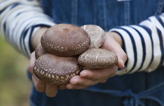 Dried Shiitake Mushrooms "KŌKO" (Large) 50g