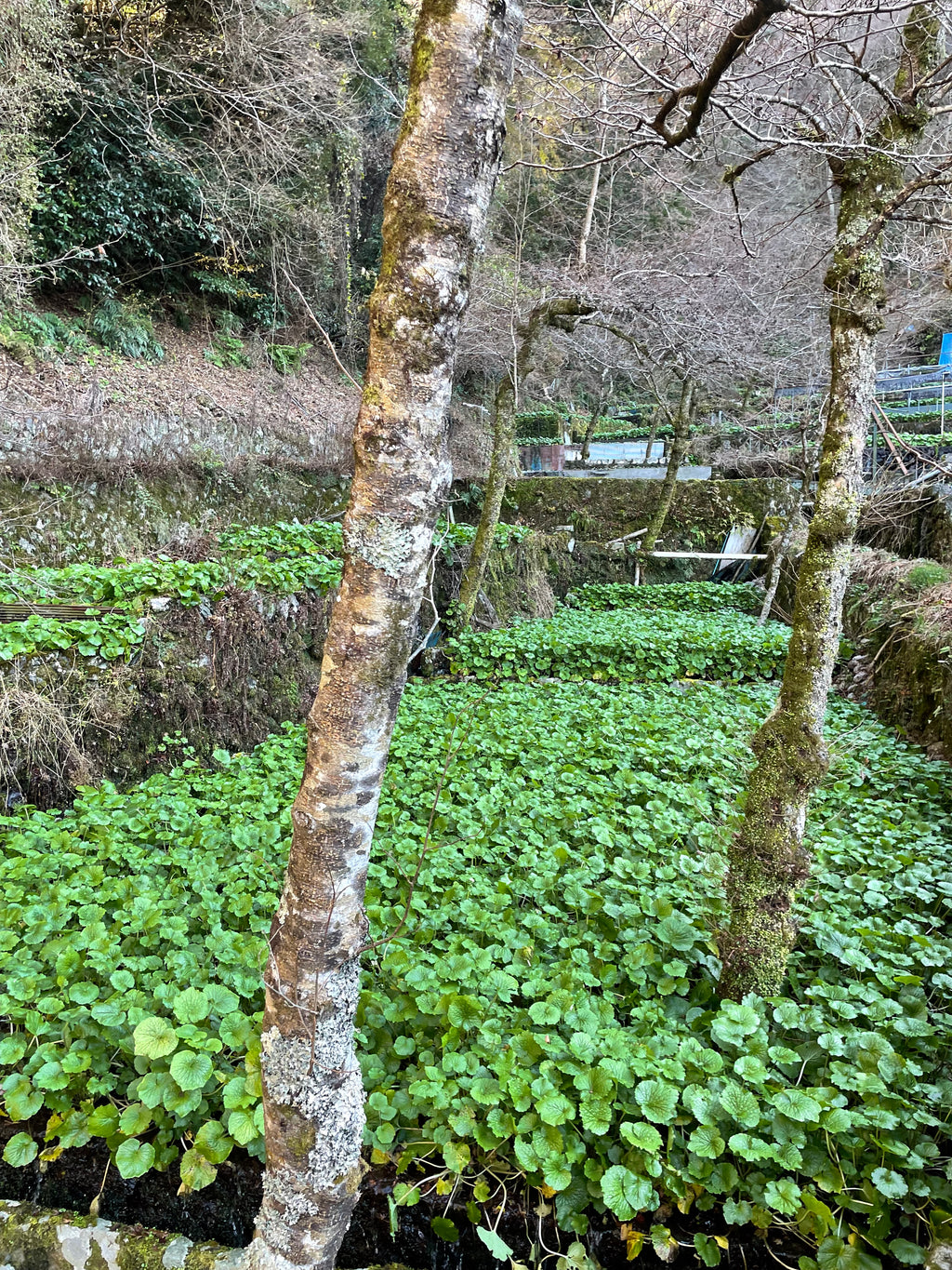 Premium Fresh Wasabi