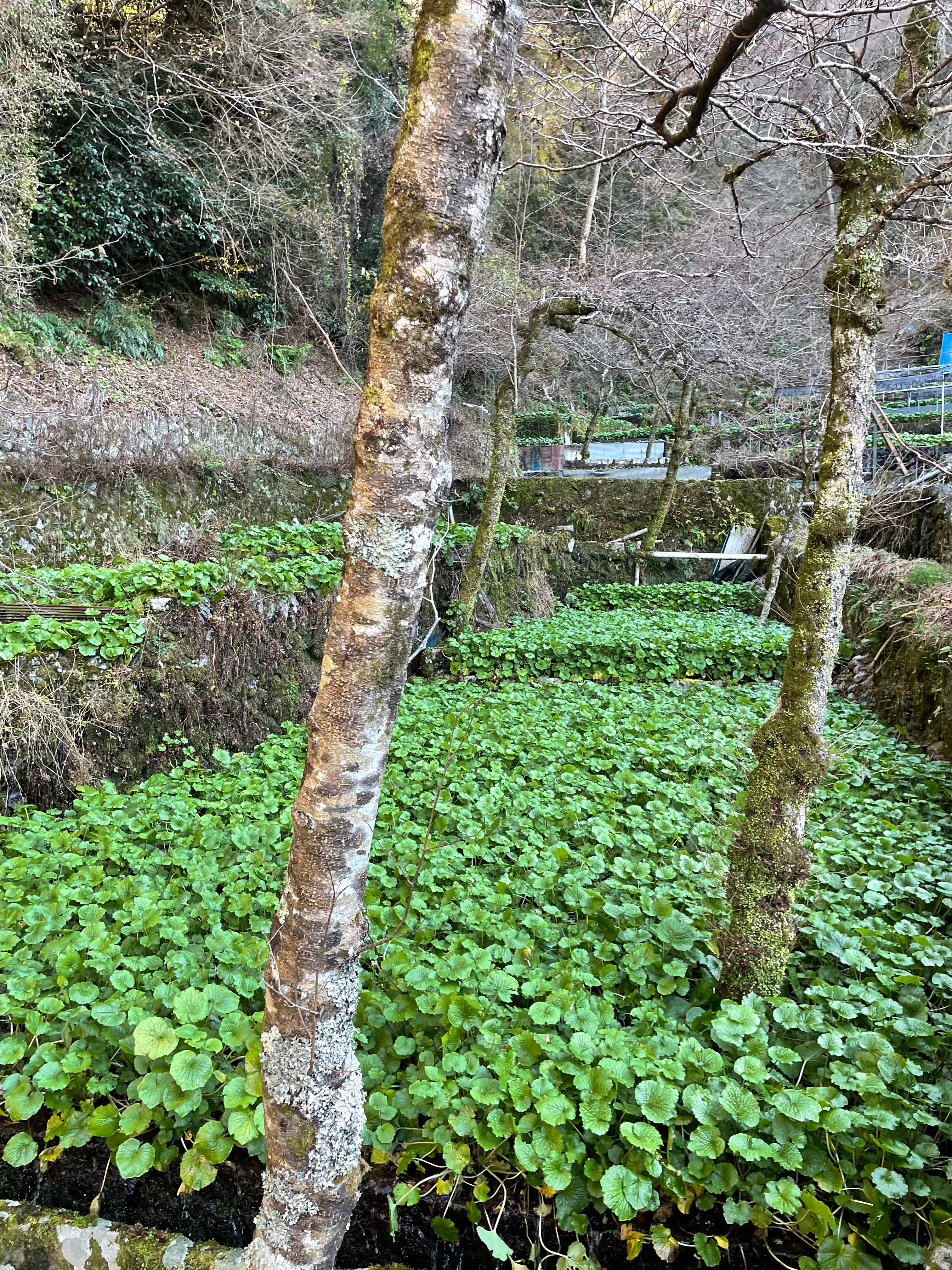 Premium Fresh Wasabi