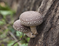 Dried Shiitake Mushrooms "KŌKO" (Large) 50g