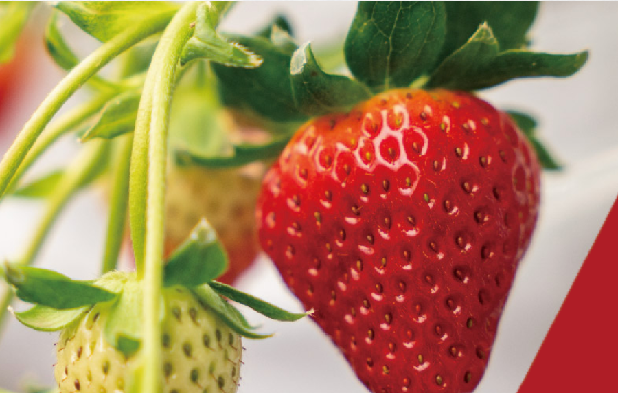 J-Berry Tricolor Strawberries – Red, Pink & White