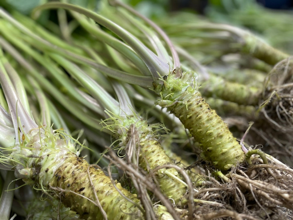 Premium Fresh Wasabi