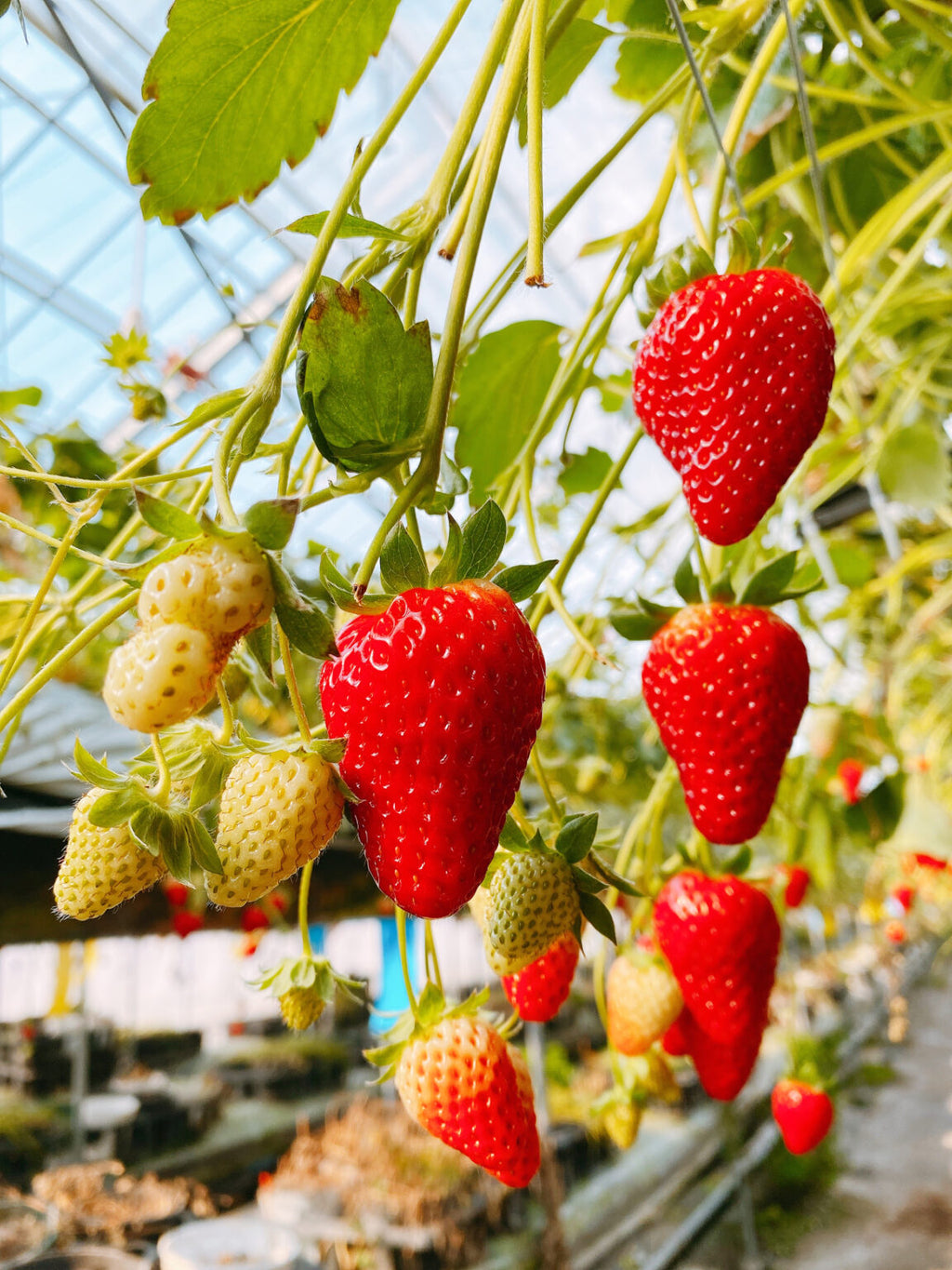 J-Berry Tricolor Strawberries – Red, Pink & White