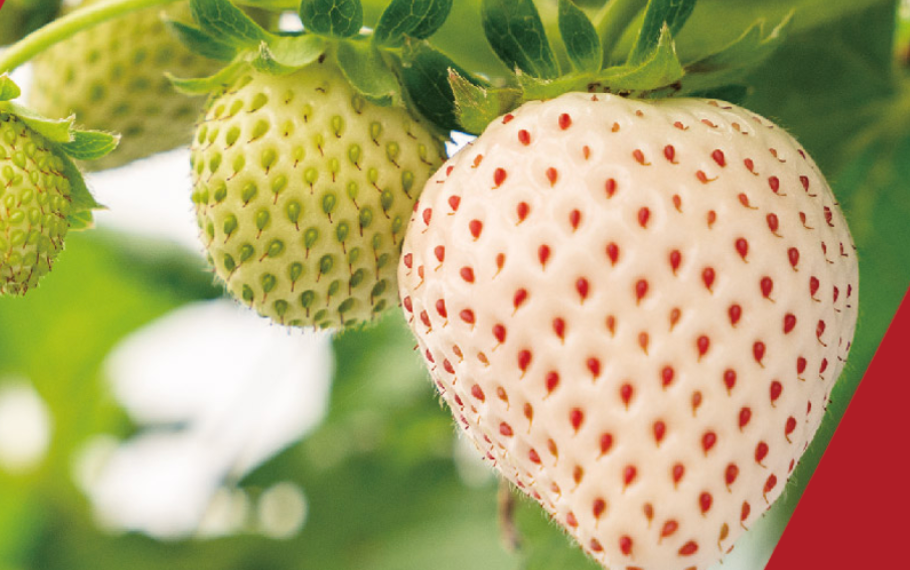 J-Berry Tricolor Strawberries – Red, Pink & White