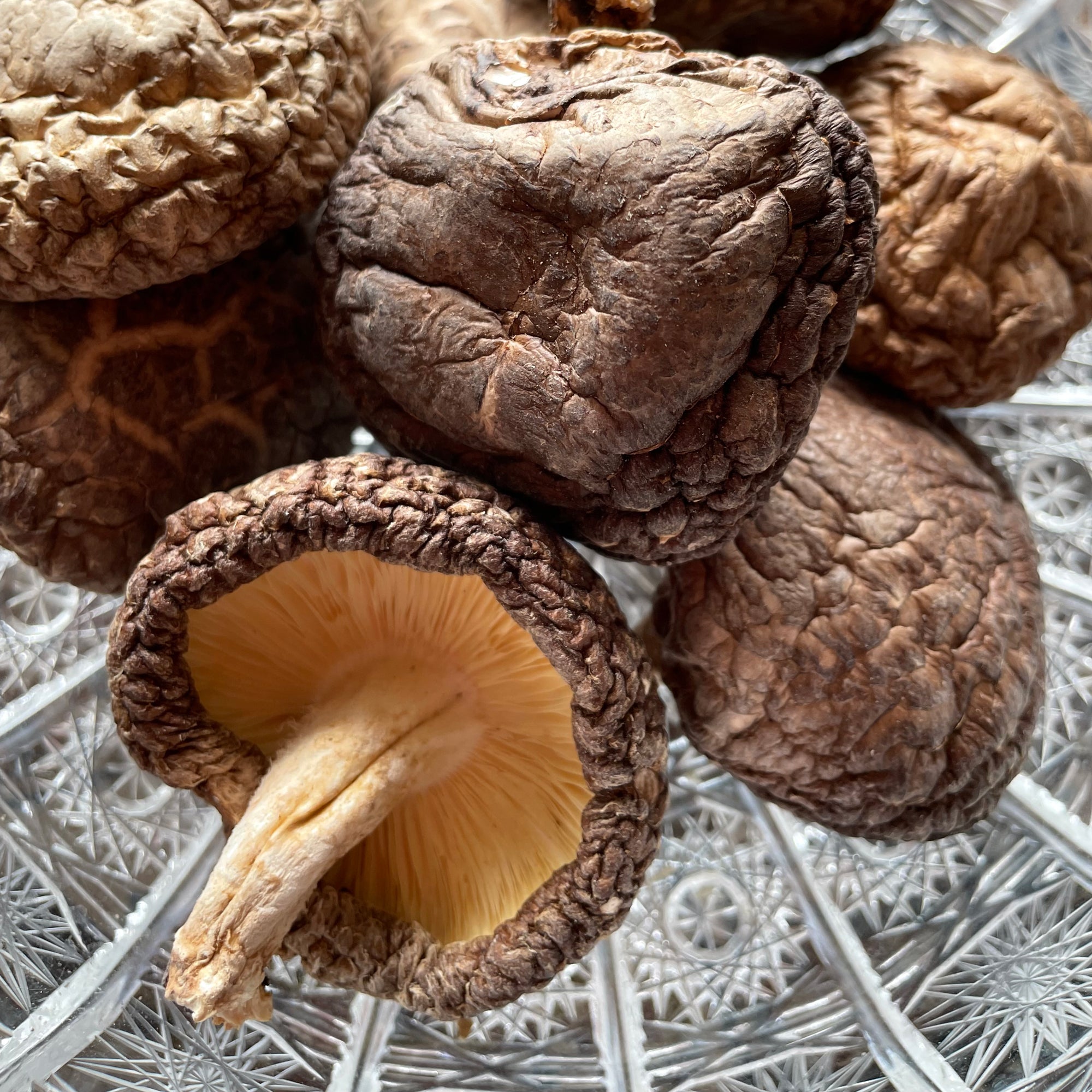 Dried Shiitake Mushrooms "KŌKO" (Large) 50g