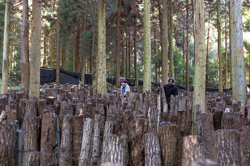 Dried Shiitake Mushrooms "KŌKO" (Large) 50g