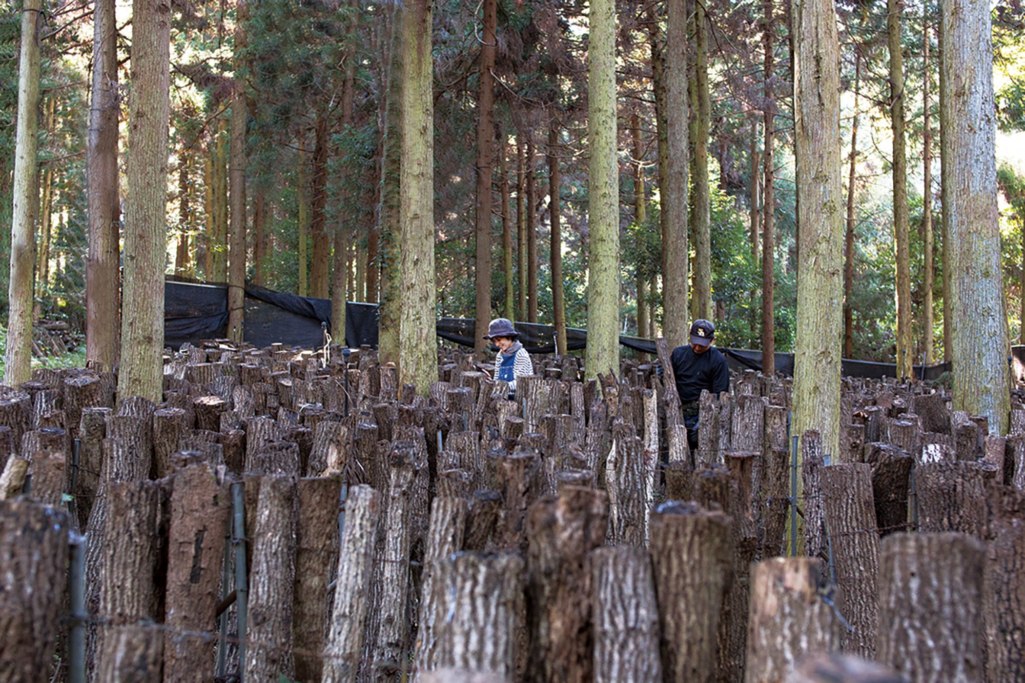 Dried Shiitake Mushrooms "KŌKO" (Large) 50g