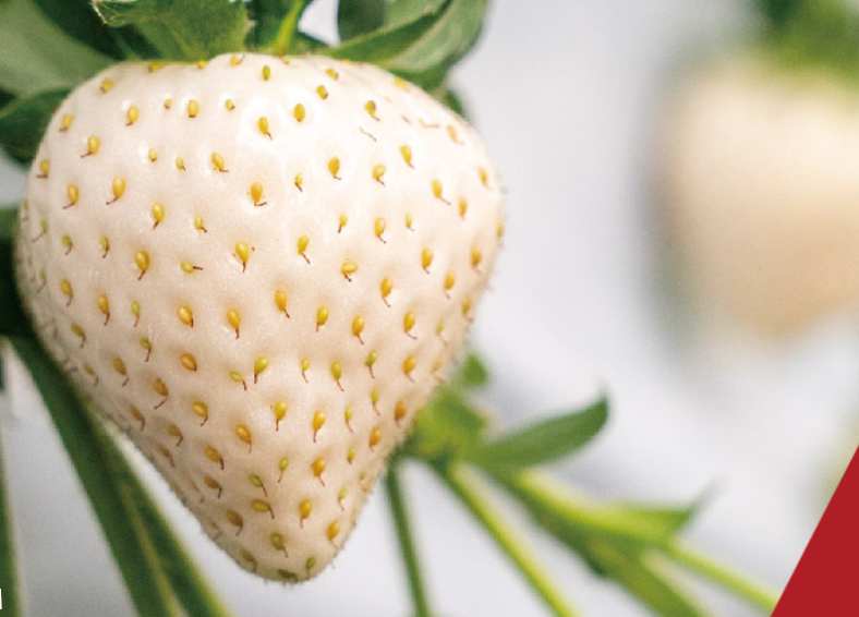 J-Berry Tricolor Strawberries – Red, Pink & White