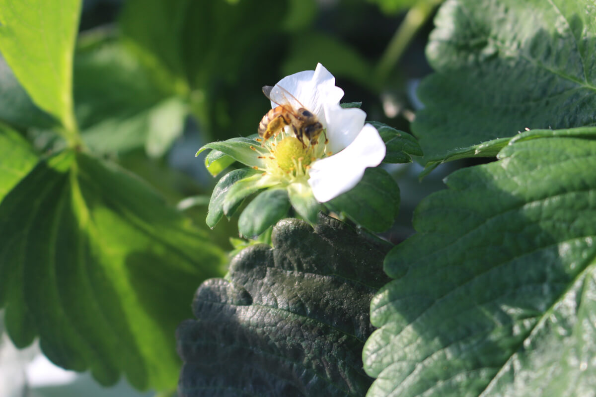 Pink Berry Awayuki Strawberry