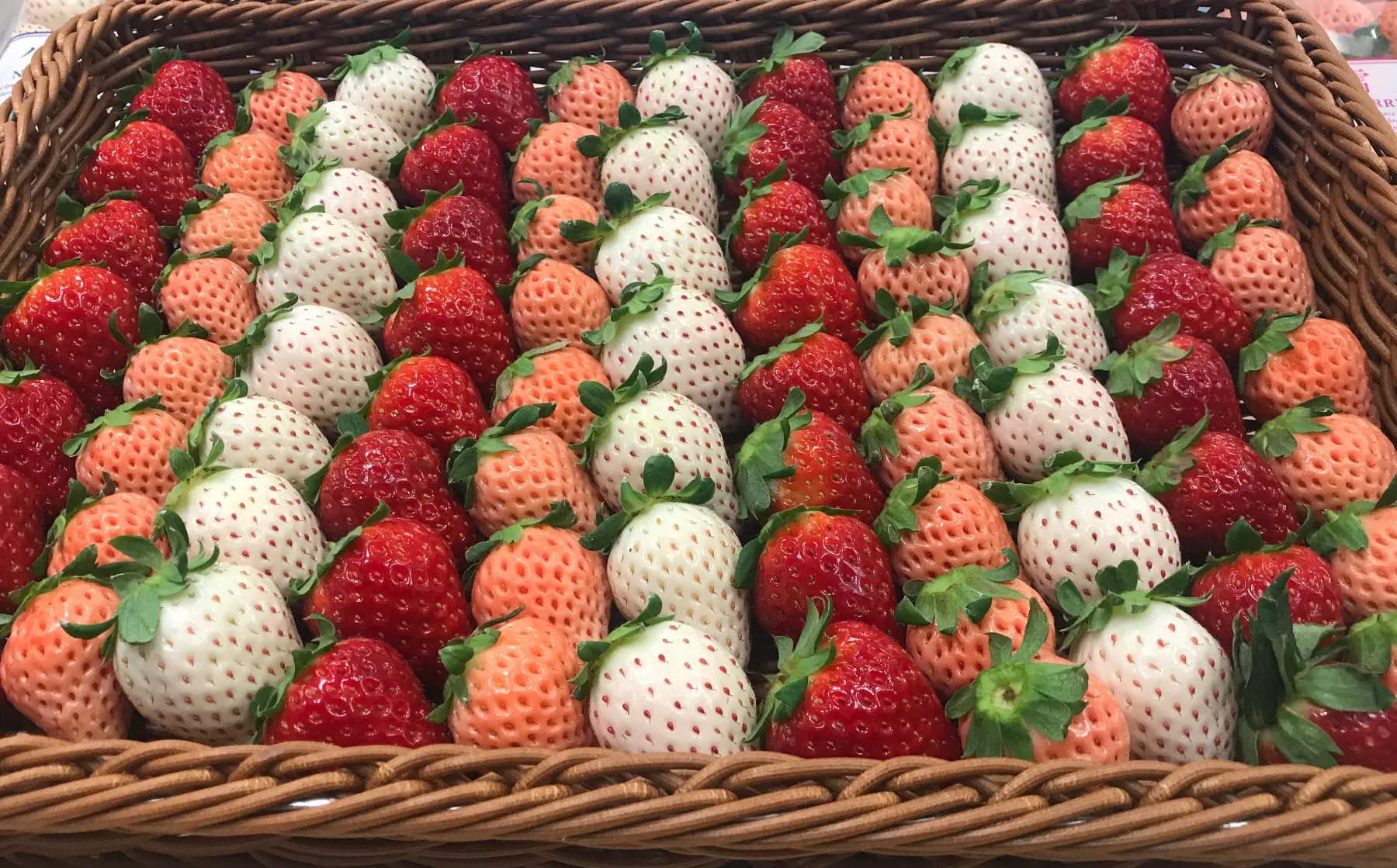 J-Berry Tricolor Strawberries – Red, Pink & White