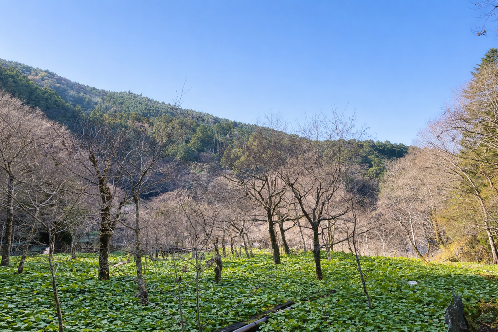 Premium Fresh Wasabi